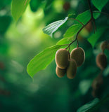 Actinidia chinensis (Chinese Kiwi, Chinese Gooseberry, Kiwi-Berry, Yang-Tao)