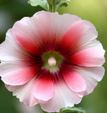 Alcea rosea Hollyhock, Single Mixed