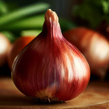 Red Creole Onion, Short-Day (Allium cepa)
