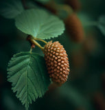 Alnus cordata (Italian Alder)