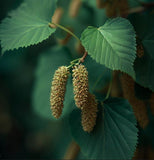 Alnus cordata (Italian Alder)