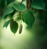 Alnus cordata (Italian Alder)