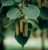 Alnus cordata (Italian Alder)