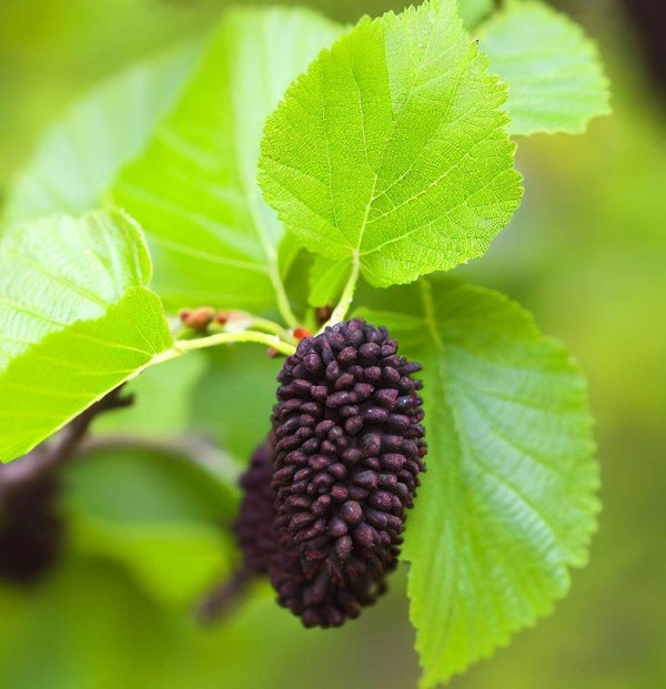Alnus