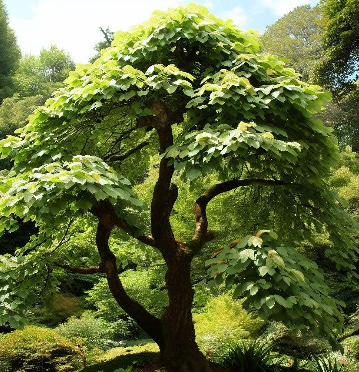 Alnus japonica (Japanese Alder)