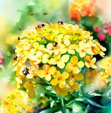 Alyssum saxatile (Alyssum Basket of Gold)