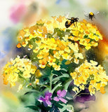 Alyssum saxatile (Alyssum Basket of Gold)