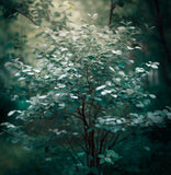 Amelanchier alnifolia (Saskatoon Serviceberry) Seedlings & Transplants Available for Spring Shipping