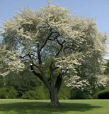 Amelanchier ovalis c.s. (European Amelanchier, Snowy Mespilus)