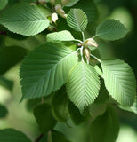 Ulmus americana (American Elm, White Elm, Gray Elm, Swan Elm)