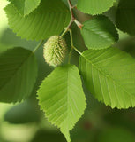 Ulmus americana (American Elm, White Elm, Gray Elm, Swan Elm)