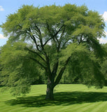 Ulmus americana (American Elm, White Elm, Gray Elm, Swan Elm)