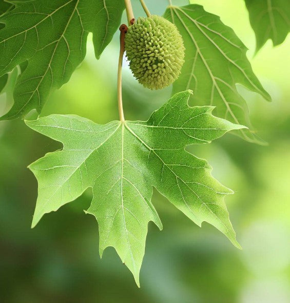 American Sycamore Tree Leaves American Sycamore Tree Leaves