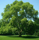 Platanus occidentalis (American Sycamore, American Plane) Seedlings & Transplants Available for Spring Shipping
