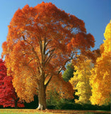 Platanus occidentalis (American Sycamore, American Plane)