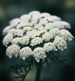 Ammi majus (Bishop's Flower)