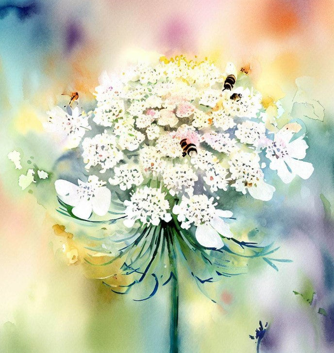 Ammi majus (Bishop's Flower)