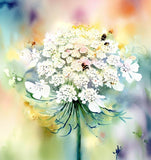 Ammi majus (Bishop's Flower)