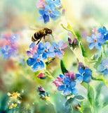 Anchusa capensis (Cape Forget-Me-Not)