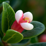Arctostaphylos uva-ursi (Bearberry, Kinnikinick, Manzanita, Sandberry) , Grass Seed Alternative