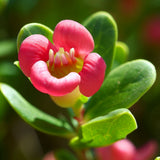 Arctostaphylos uva-ursi (Bearberry, Kinnikinick, Manzanita, Sandberry) , Grass Seed Alternative
