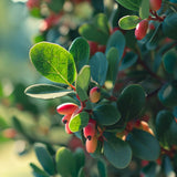 Arctostaphylos uva-ursi (Bearberry, Kinnikinick, Manzanita, Sandberry) , Grass Seed Alternative