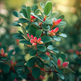 Arctostaphylos uva-ursi (Bearberry, Kinnikinick, Manzanita, Sandberry) , Grass Seed Alternative