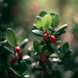 Arctostaphylos uva-ursi (Bearberry, Kinnikinick, Manzanita, Sandberry) , Grass Seed Alternative