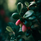 Arctostaphylos uva-ursi (Bearberry, Kinnikinick, Manzanita, Sandberry) , Grass Seed Alternative