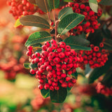 Aronia arbutifolia 'Brilliantissima' (Brilliant Red Chokeberry)