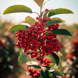 Aronia arbutifolia 'Brilliantissima' (Brilliant Red Chokeberry)