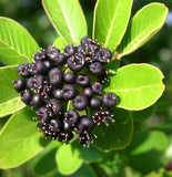 Aronia melanocarpa (Black Chokeberry)