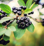 Aronia melanocarpa (Black Chokeberry) Seedlings & Transplants Available for Spring Shipping