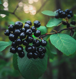 Aronia melanocarpa (Black Chokeberry) Seedlings & Transplants Available for Spring Shipping