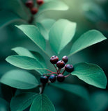 Aronia prunifolia c.s. (Purple Fruited Aronia)