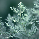 Artemisia absinthium (Absinthium, Common Wormwood, Wormwood)