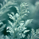 Artemisia absinthium (Absinthium, Common Wormwood, Wormwood)
