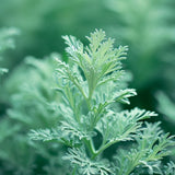 Artemisia absinthium (Absinthium, Common Wormwood, Wormwood)