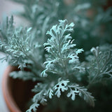 Artemisia absinthium (Absinthium, Common Wormwood, Wormwood)