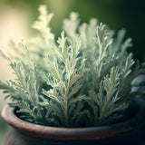 Artemisia absinthium (Absinthium, Common Wormwood, Wormwood)
