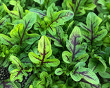 Wild Arugula Red Streaked (Eruca vesicaria sativa)