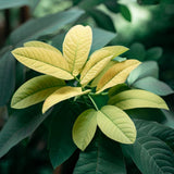 Asimina triloba (Common Pawpaw, Pawpaw, Custard Apple)