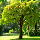 Asimina triloba 'Select Seed' (Selected Common Pawpaw, Pawpaw, Custard Apple)