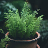 Asparagus densiflorus ‘Sprengeri’ (Basket Fern, Emerald Fern, Sprengeri Asparagus Fern)