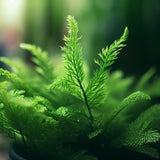 Asparagus densiflorus ‘Sprengeri’ (Basket Fern, Emerald Fern, Sprengeri Asparagus Fern)