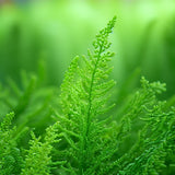 Asparagus densiflorus ‘Sprengeri’ (Basket Fern, Emerald Fern, Sprengeri Asparagus Fern)