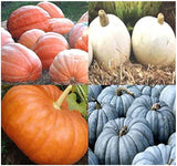Pumpkin Mix II - Dill Atlantic Giant, Casper White, Cinderella Rouge VIF D'Etampes, & Jarrahdale Blue Pumpkin Seeds