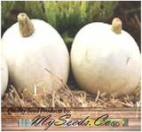 Pumpkin Mix II - Dill Atlantic Giant, Casper White, Cinderella Rouge VIF D'Etampes, & Jarrahdale Blue Pumpkin Seeds