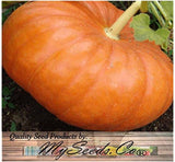 Pumpkin Mix II - Dill Atlantic Giant, Casper White, Cinderella Rouge VIF D'Etampes, & Jarrahdale Blue Pumpkin Seeds