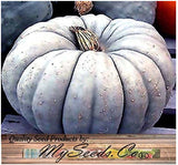 Pumpkin Mix II - Dill Atlantic Giant, Casper White, Cinderella Rouge VIF D'Etampes, & Jarrahdale Blue Pumpkin Seeds